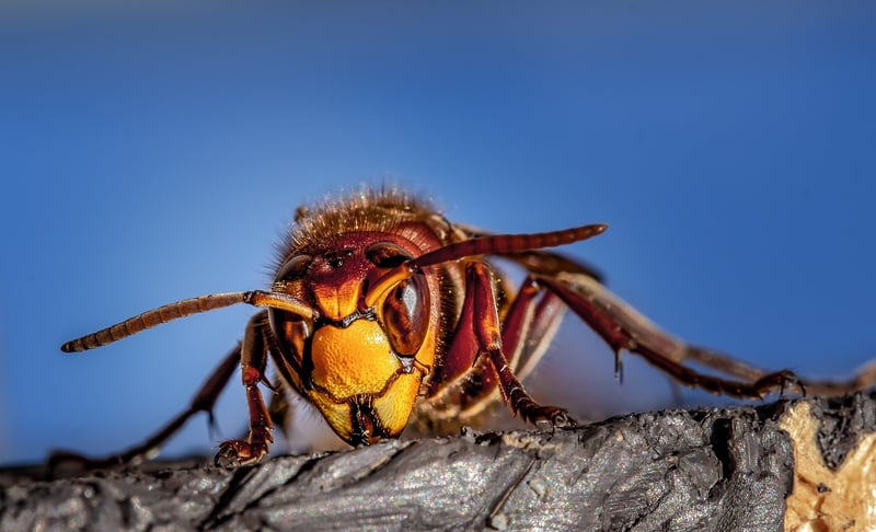 Pest control methods