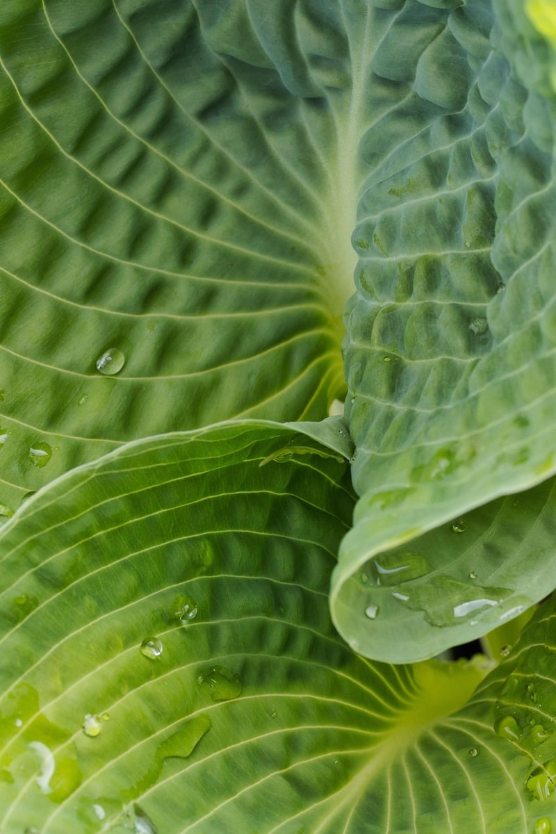 Hostas