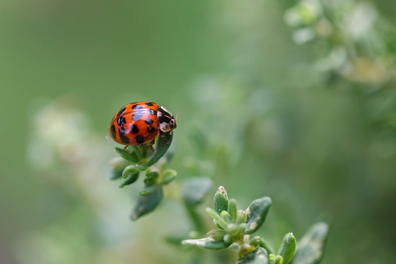 Ladybugs on a leaf